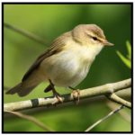 Svenska fåglar – storpaket - bild 3