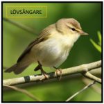 Svenska fåglar – storpaket - bild 4