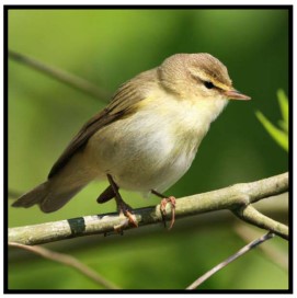 Svenska fåglar - storpaket