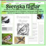 Svenska fåglar – storpaket - bild 2