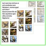 Svenska fåglar – storpaket - bild 1