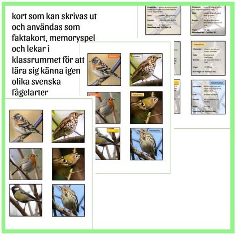 Svenska fåglar - storpaket