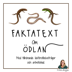 Faktatext om Ödlan