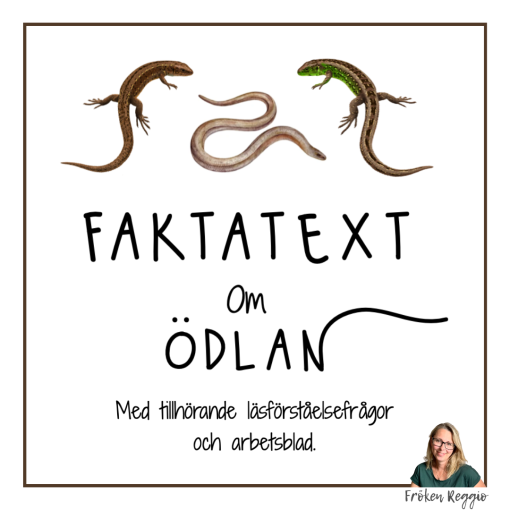 Faktatext om Ödlan