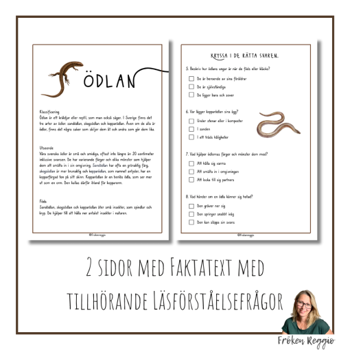 Faktatext om Ödlan