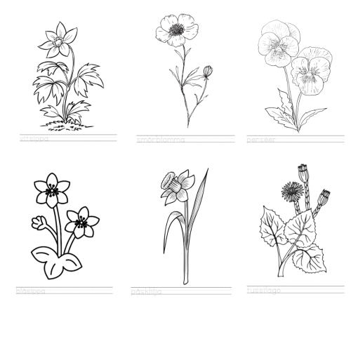 Vårblommor. Målarbilder
