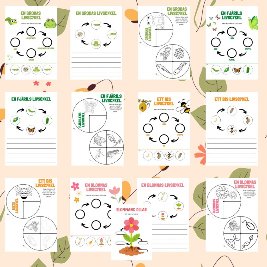 Livscykler – groda, fjäril, bi, blomma