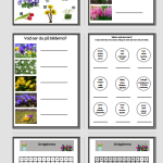 Ordbank. Vårblommor - bild 2