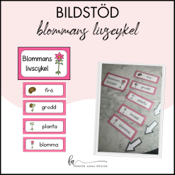 Flikbok - blommans livscykel
