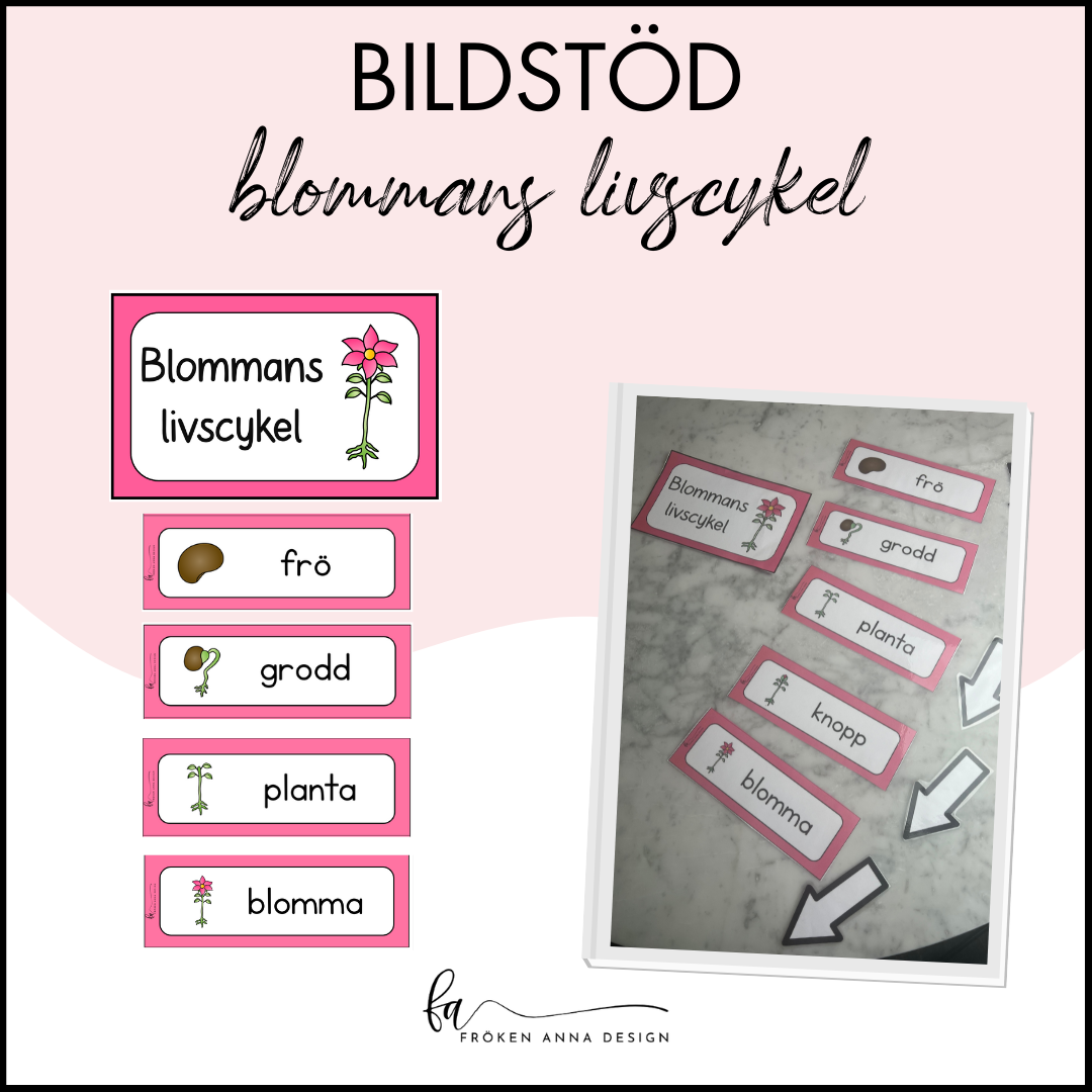 Bildstöd: blommans livscykel
