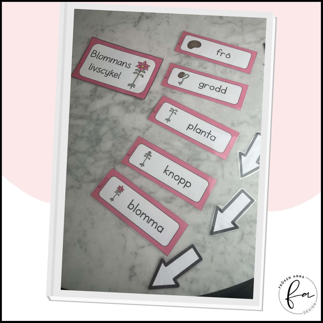 Bildstöd: blommans livscykel