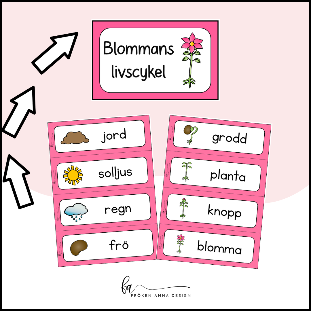 Bildstöd: blommans livscykel