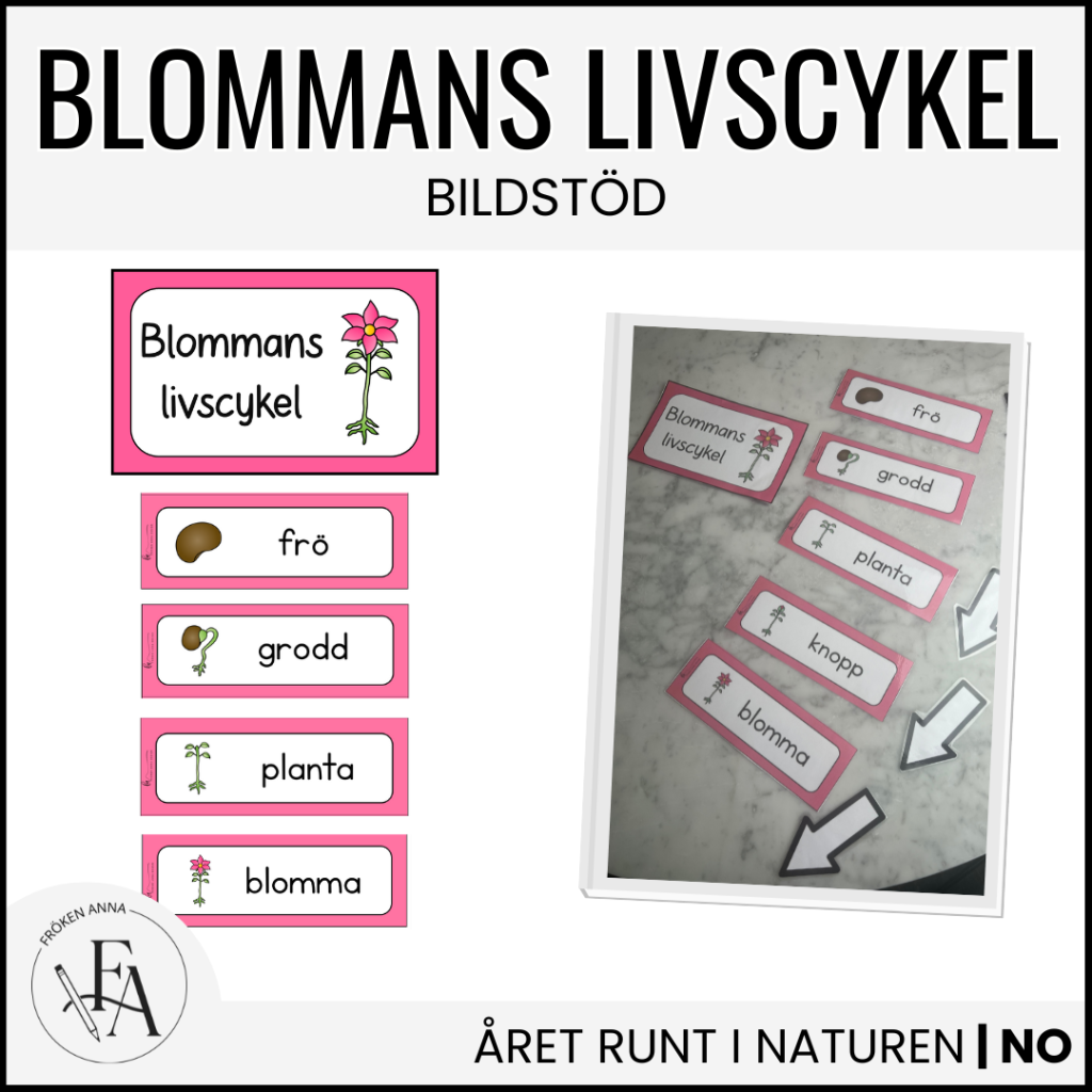 Bildstöd: blommans livscykel