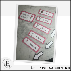 Bildstöd: blommans livscykel