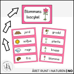 Bildstöd: blommans livscykel - bild 3