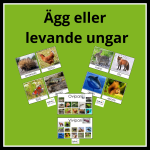 Ägg eller levande ungar - bild 1