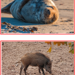 Samtalsbilder Europas djur - bild 2