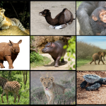 Mamma – unge ej svenska djur, bild och textkort - bild 2