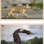 Samtalsbilder Nordamerikas djur - bild 4