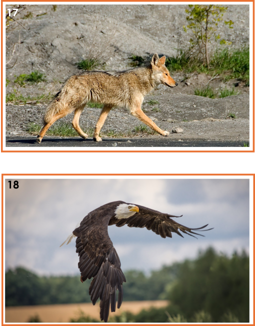 Samtalsbilder Nordamerikas djur