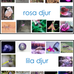 Sorteringskort till sortera djur materialen - bild 5