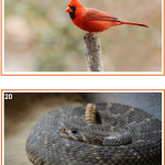 Samtalsbilder Nordamerikas djur - bild 5