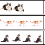 Katträkning - bild 3