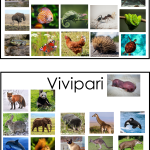 Ägg eller levande ungar - bild 4