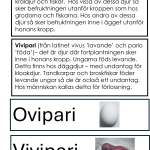 Ägg eller levande ungar - bild 5