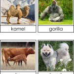 Nattdjur – dagdjur (nocturnal – diunal) - bild 3