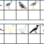 Para ihop fåglar - bild 2