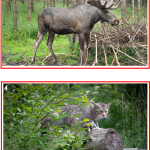 Samtalsbilder Europas djur - bild 3