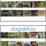 Nattdjur – dagdjur (nocturnal – diunal) - bild 4