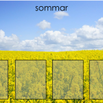 Sortera årstider - bild 4