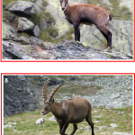 Samtalsbilder Europas djur - bild 4