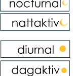 Nattdjur – dagdjur (nocturnal – diunal) - bild 5