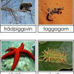 Taggiga djur - bild 2