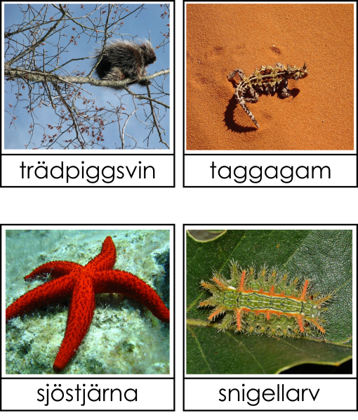 Taggiga djur