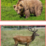 Samtalsbilder Europas djur - bild 5