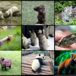 Mamma – unge ej svenska djur, bild och textkort - bild 5