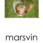 Läskort – Husdjur - bild 5