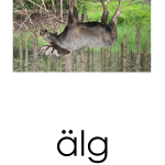 Läskort – Skogsdjur - bild 2