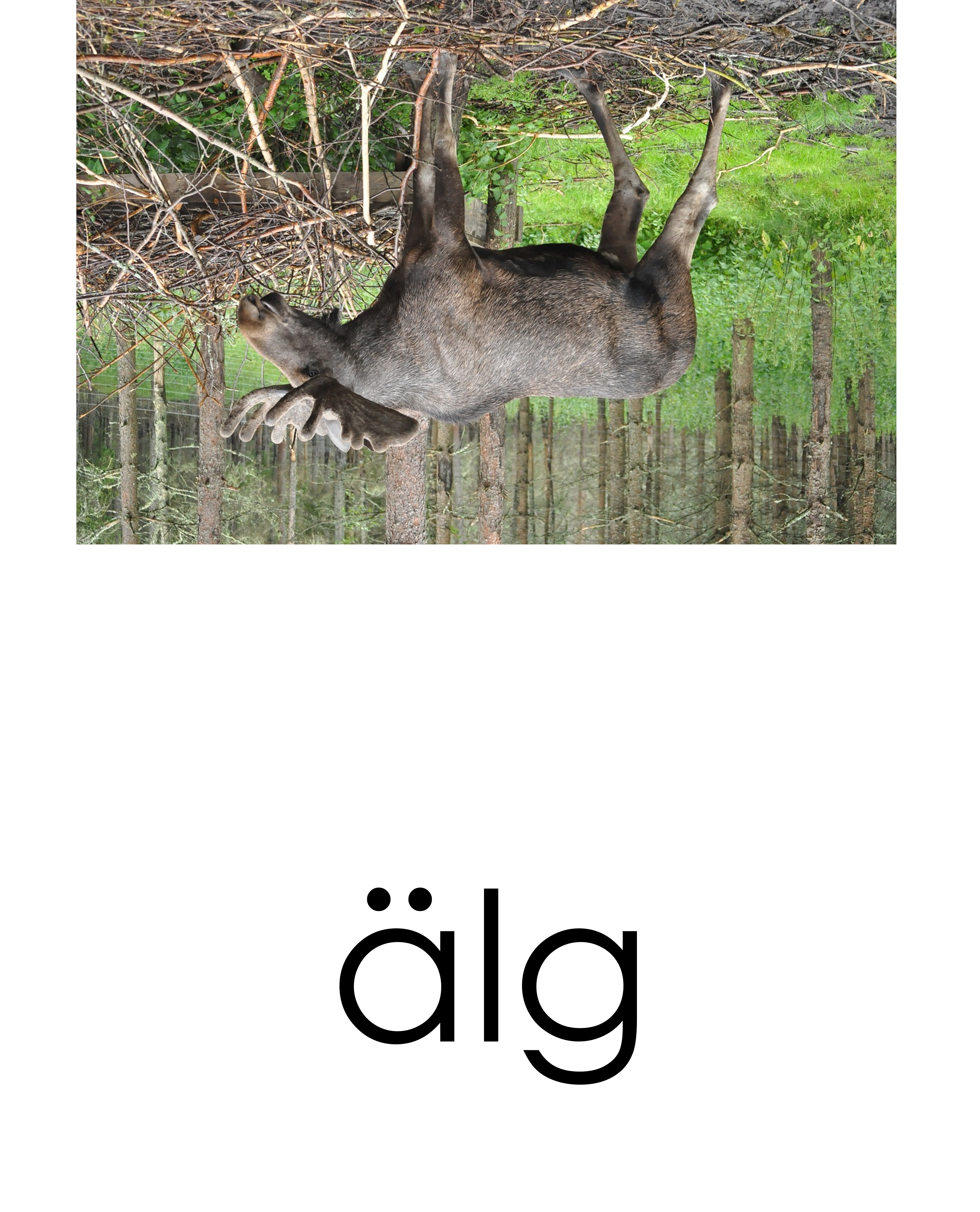 Läskort - Skogsdjur