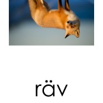 Läskort – Skogsdjur - bild 3