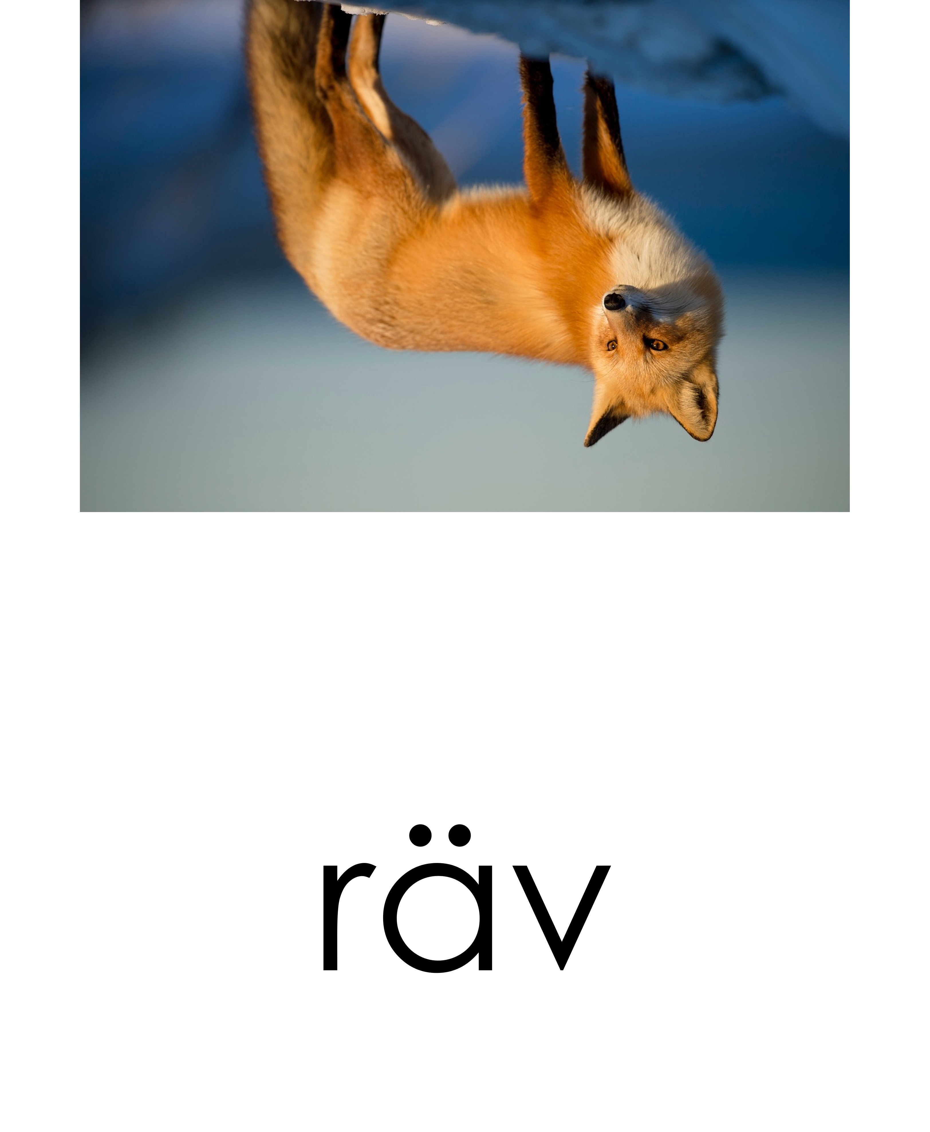 Läskort - Skogsdjur