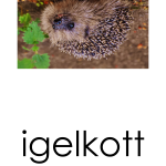 Läskort – Skogsdjur - bild 4