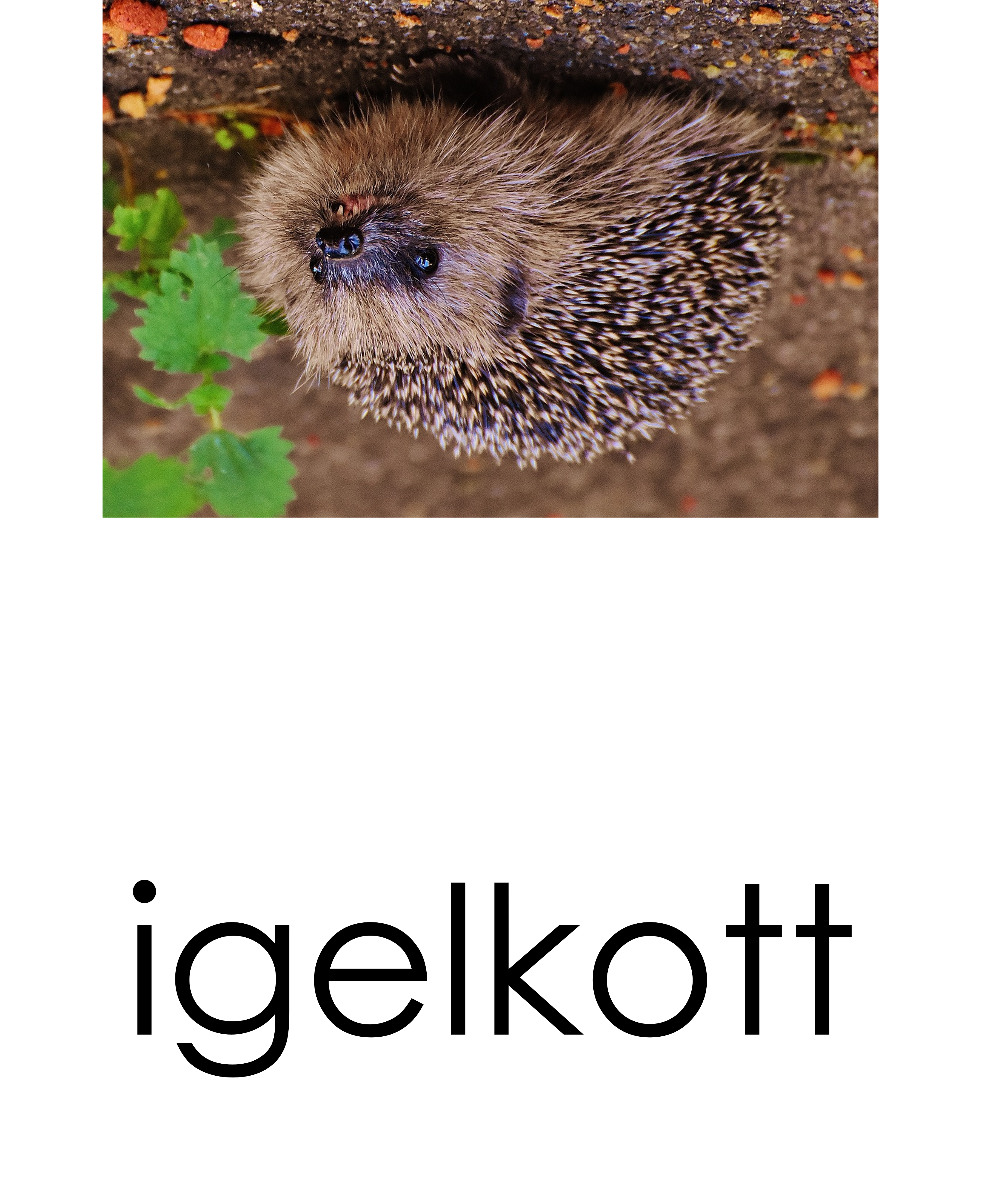 Läskort - Skogsdjur