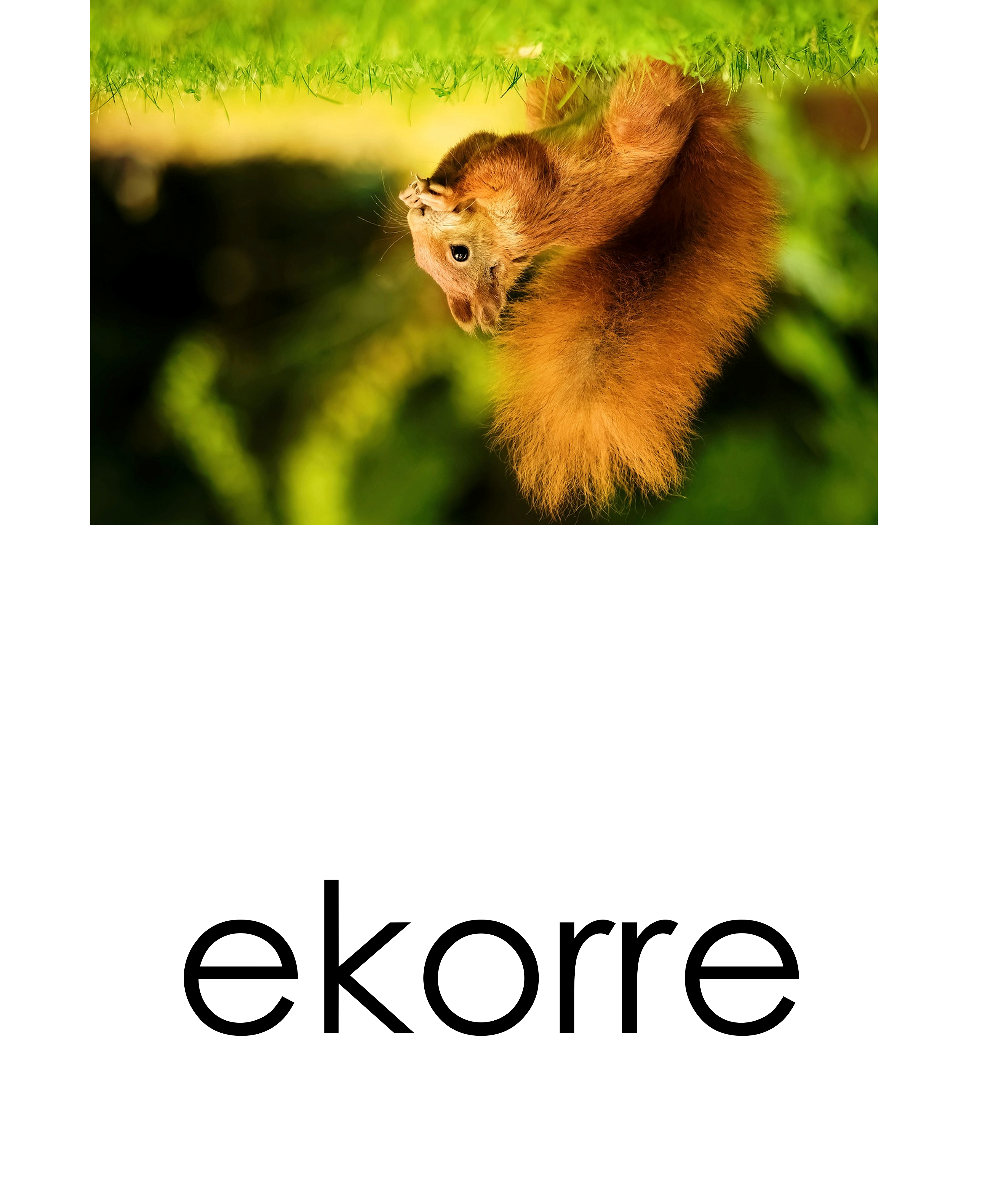 Läskort - Skogsdjur