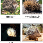 Taggiga djur - bild 3