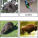 Nordamerikas djur 3 del - bild 2